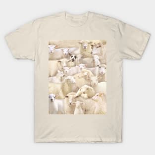 Sheeps T-Shirt